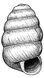 Columella simplex illustration